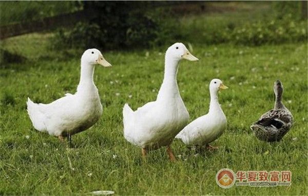 鸭子养殖加盟